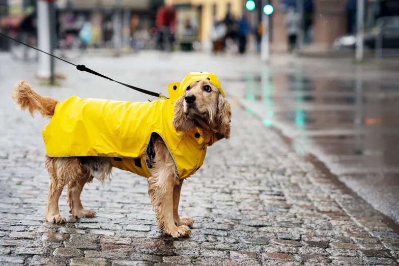 Hund i gult regntäcke på en gata